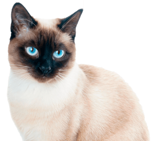A Siamese cat with striking blue eyes and a cream-colored coat sits facing forward.