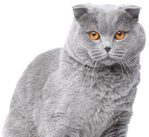 A gray Scottish Fold cat with orange eyes looking forward.
