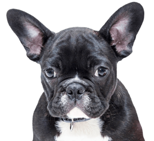 Close-up of a black and white French bulldog with large ears and a curious expression.