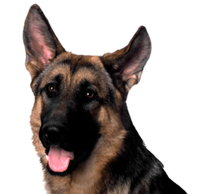A German Shepherd with perky ears and an open mouth, showing a friendly expression.