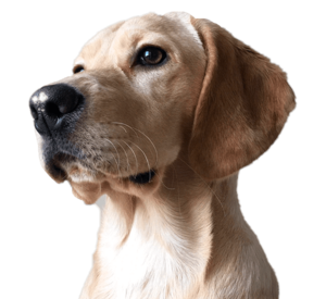 Golden Labrador retriever facing left, showing its profile with soft, attentive eyes and a smooth coat.
