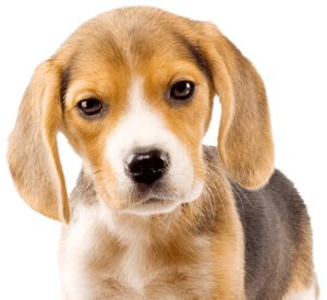 Adorable beagle puppy with brown and white fur looking curiously forward.