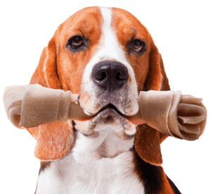 Beagle holding a large rawhide bone in its mouth, looking forward.