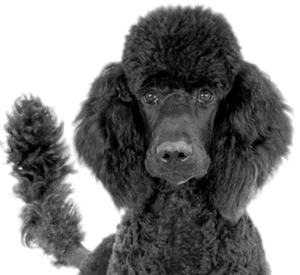 A black poodle with a well-groomed, curly coat and fluffy ears, facing forward.