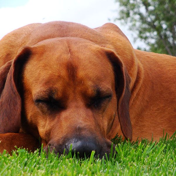 A brown dog sleeping peacefully on lush green grass.