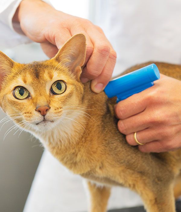 A veterinarian scanning a cat's microchip with a blue reader.