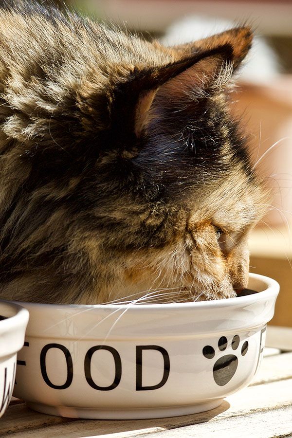 Close-up of a cat eating from a bowl labeled "FOOD" with a paw print design.