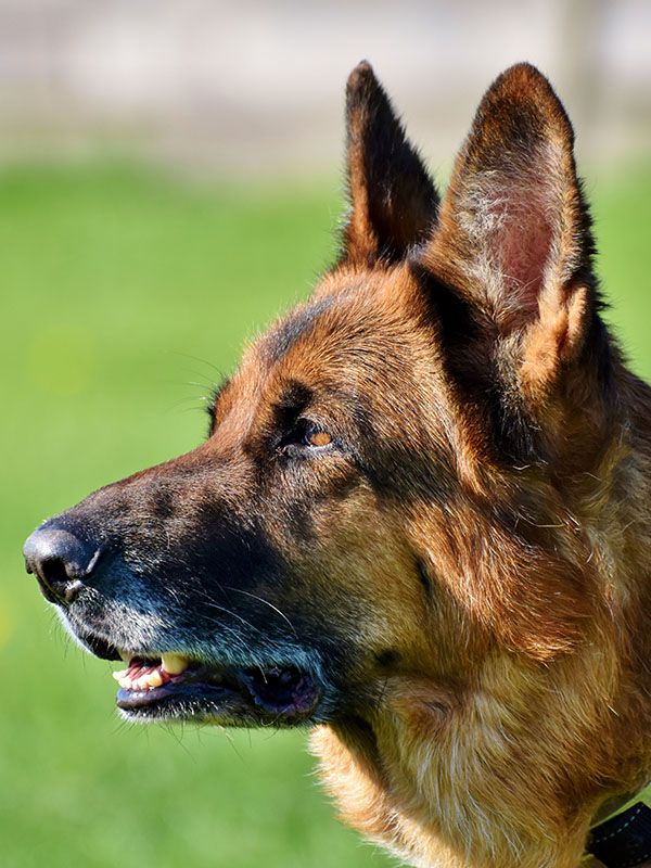 Close-up of a German Shepherd dog's head with alert ears and a focused gaze, set against a blurred green background.