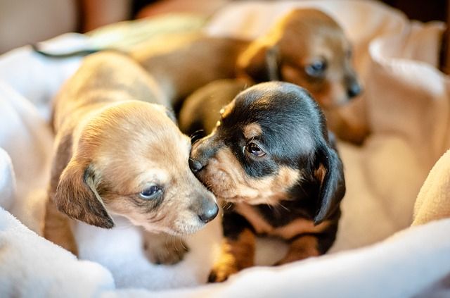 Pet Vaccines Miami
