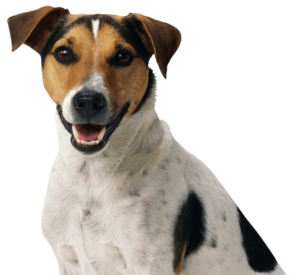 A smiling dog with a brown and white coat, featuring dark markings on its head and ears.