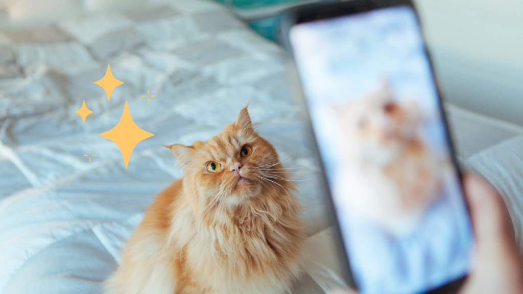 A person with a phone taking a photo of an orange cat on a bed in Miami