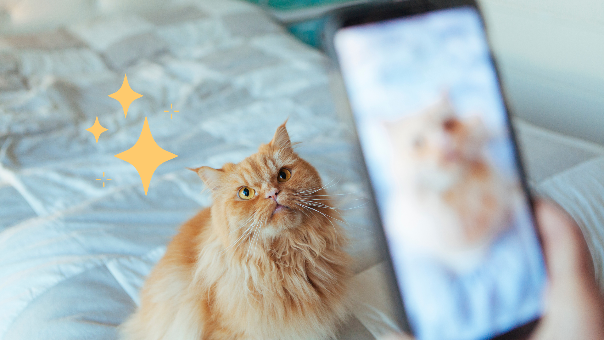 A person with a phone taking a photo of an orange cat on a bed in Miami