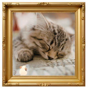 A photo frame around a picture of a sleeping cat for Miami Pet Clinic