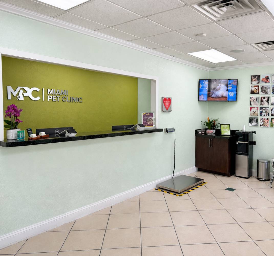Reception area of a pet clinic featuring a front desk, a television, and photo displays on the wall.
