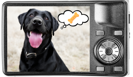 A dog thinking about treats shown through a screen on a digital camera